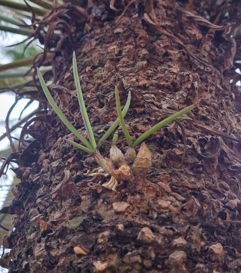 Dendrobium canaliculatum var. foelschei