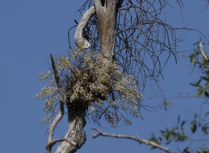 Dendrobium canaliculatum var. foelschei photo 2
