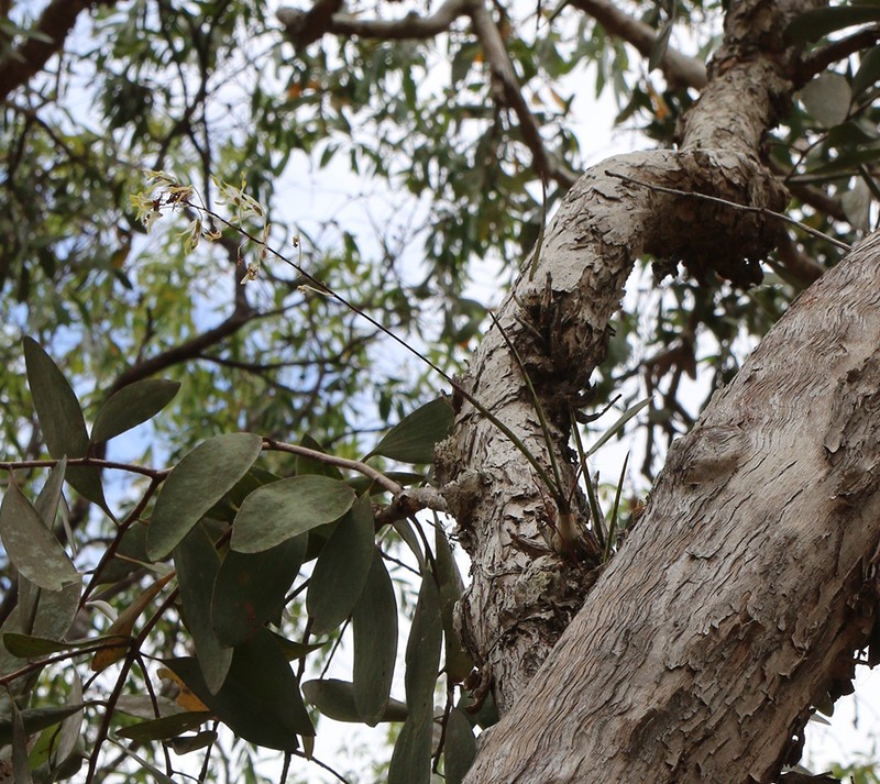 Dendrobium canaliculatum var. foelschei photo 3