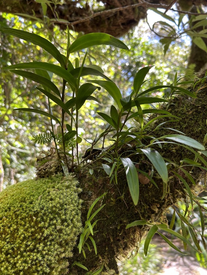 Dendrobium cancroides