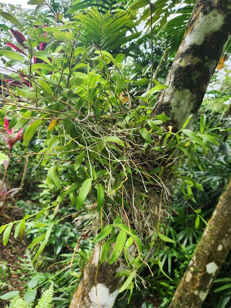 Dendrobium cancroides photo 2