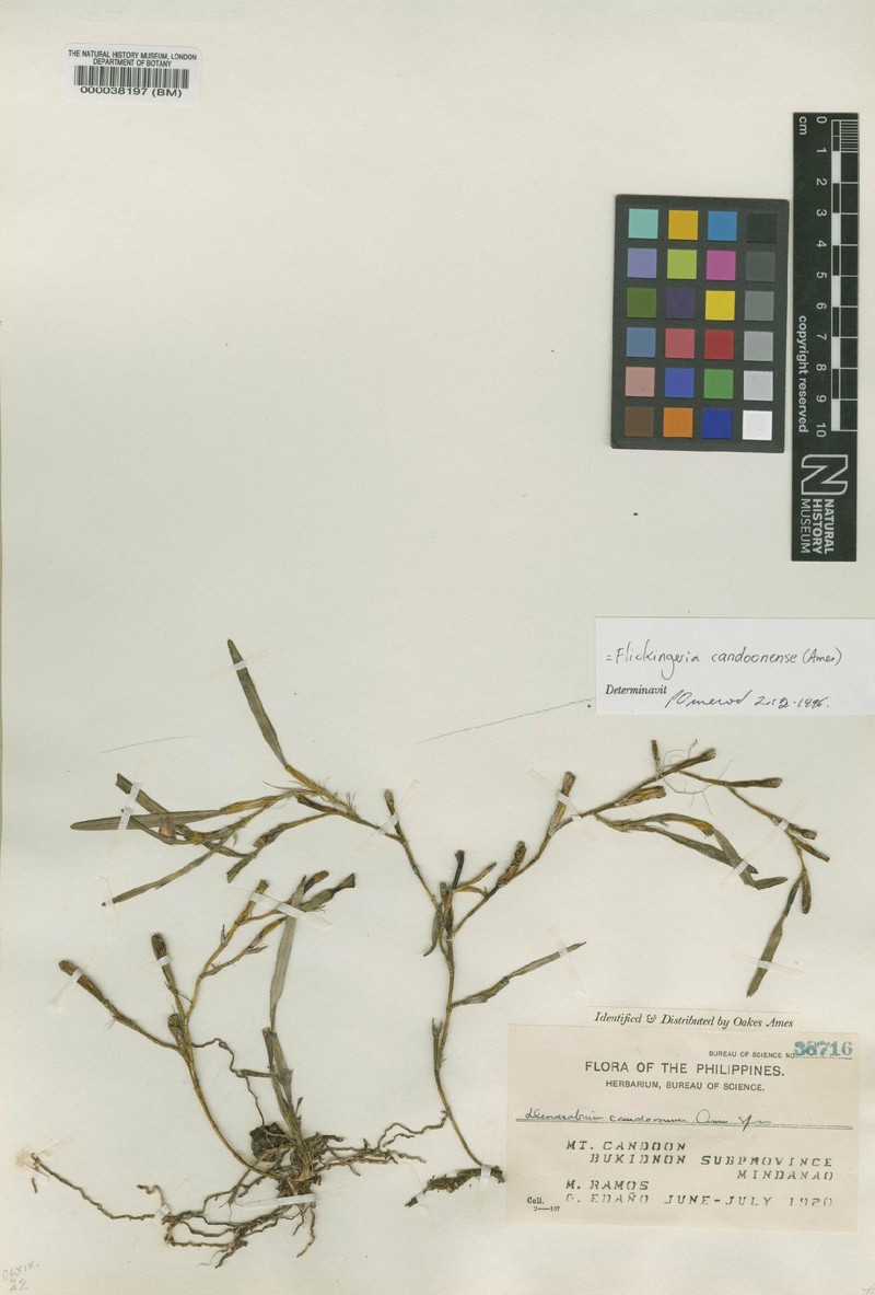 Dendrobium candoonense