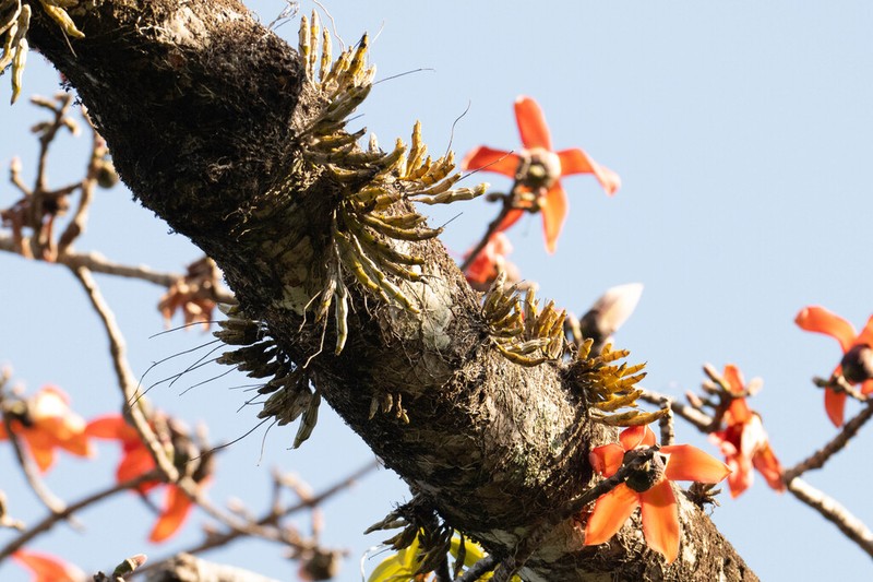 Dendrobium capillipes