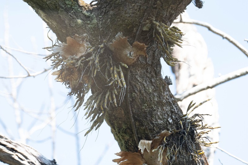 Dendrobium capillipes photo 2