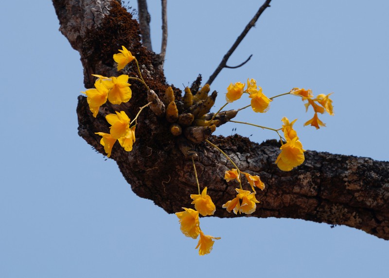 Dendrobium capillipes photo 4