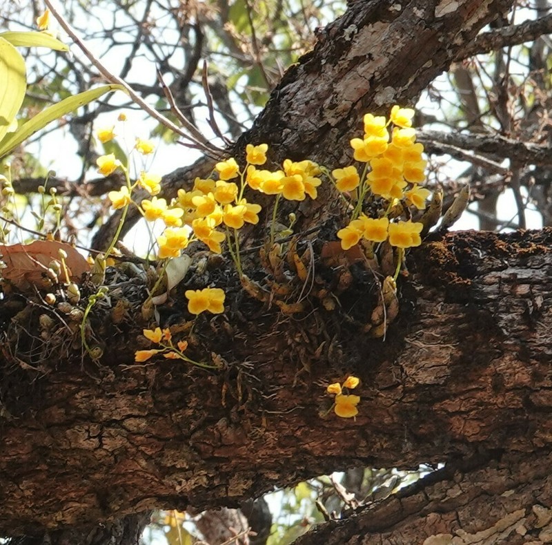 Dendrobium capillipes photo 5