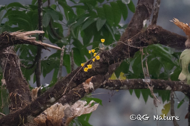 Dendrobium capillipes photo 6