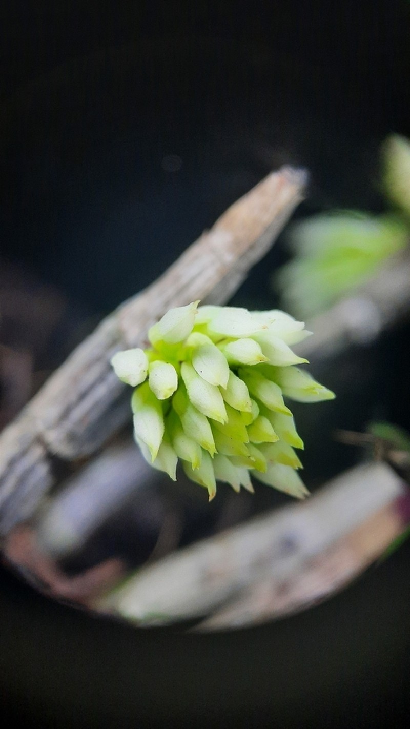 Dendrobium capituliflorum