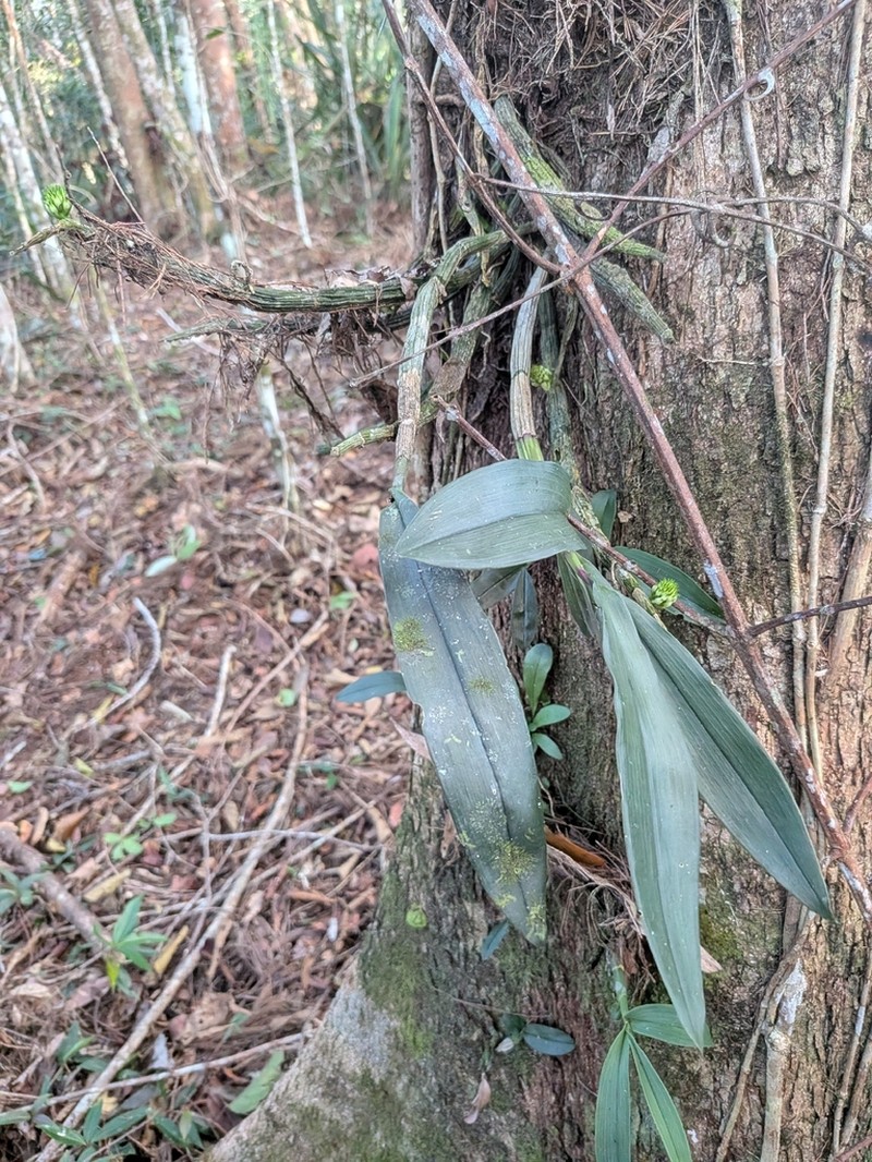 Dendrobium capituliflorum photo 2