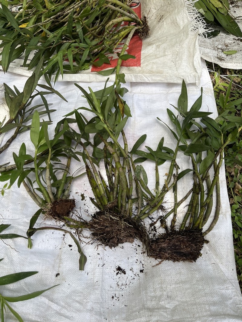 Dendrobium capituliflorum photo 3