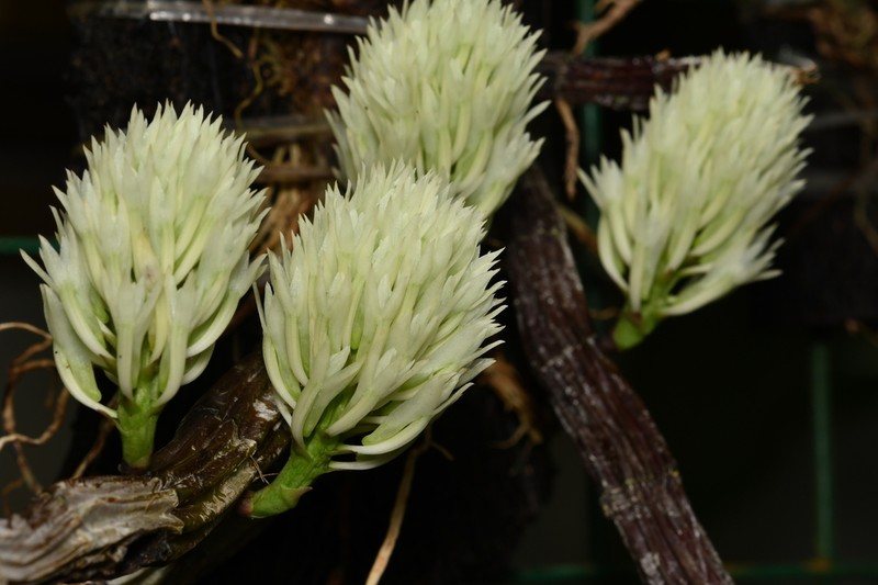 Dendrobium capituliflorum photo 4