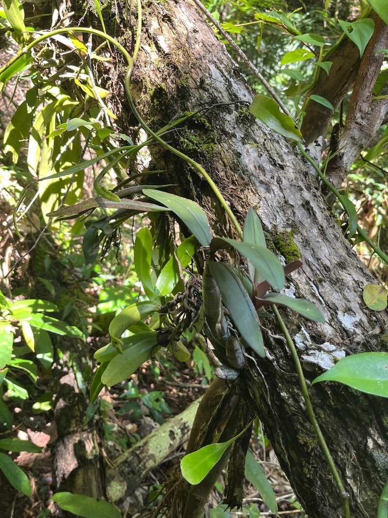 Dendrobium capituliflorum photo 5