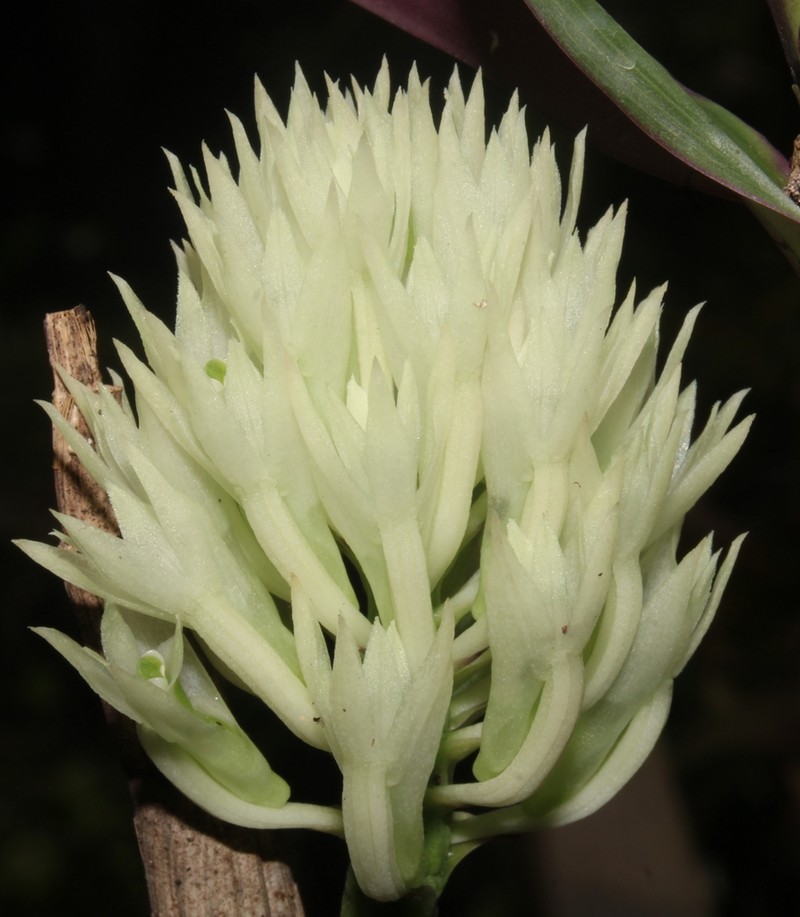 Dendrobium capituliflorum photo 6