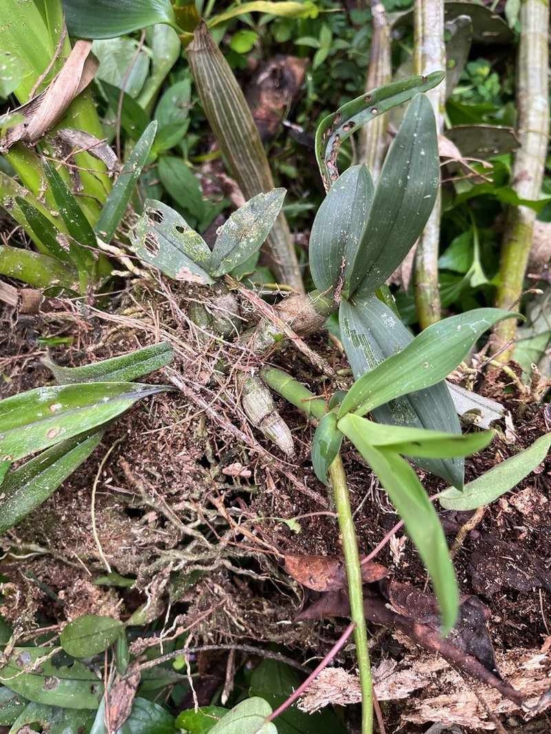Dendrobium capituliflorum photo 8