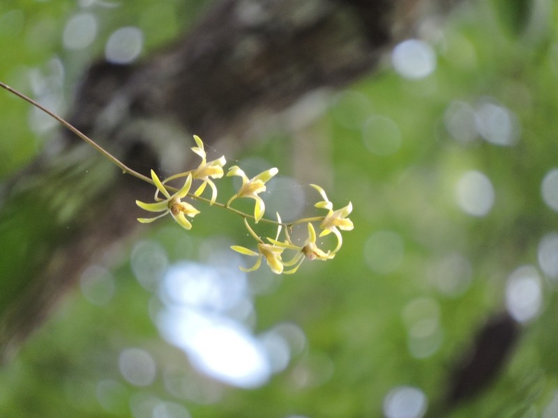 Dendrobium capra photo 2