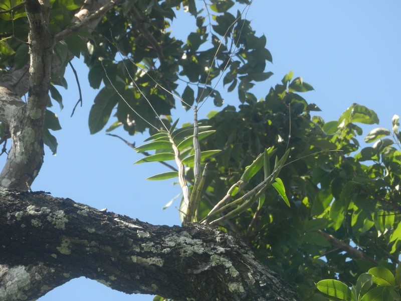 Dendrobium capra photo 4