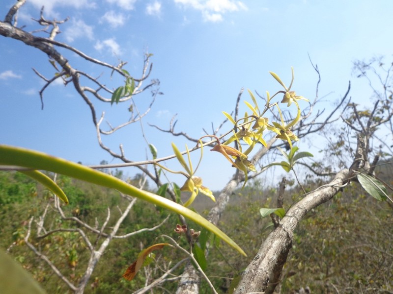 Dendrobium capra photo 5
