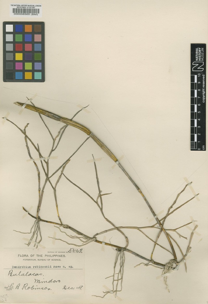 Dendrobium carinatum