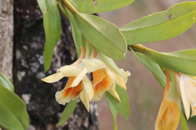 Dendrobium cariniferum