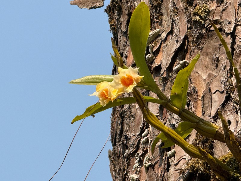 Dendrobium cariniferum photo 2