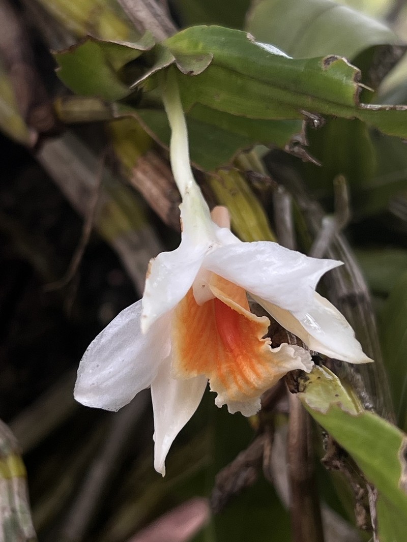 Dendrobium cariniferum photo 3
