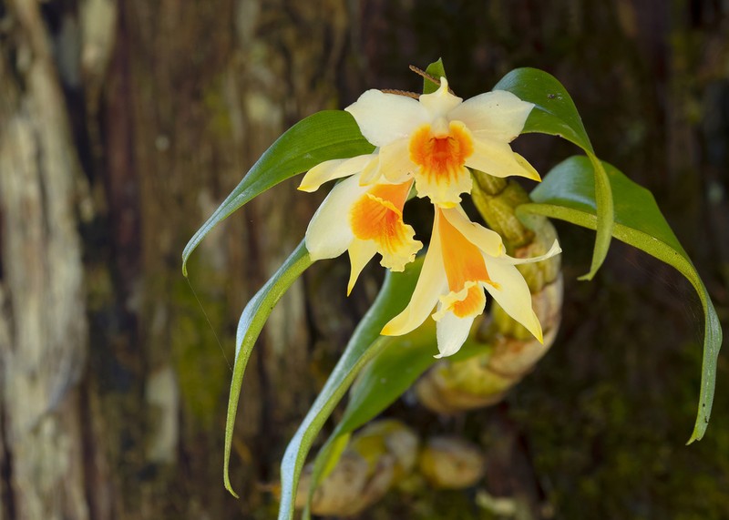 Dendrobium cariniferum photo 4
