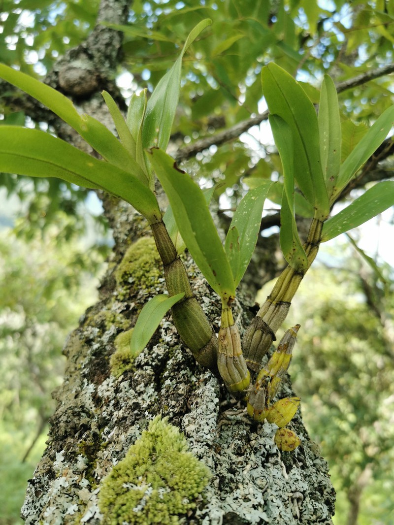 Dendrobium cariniferum photo 5