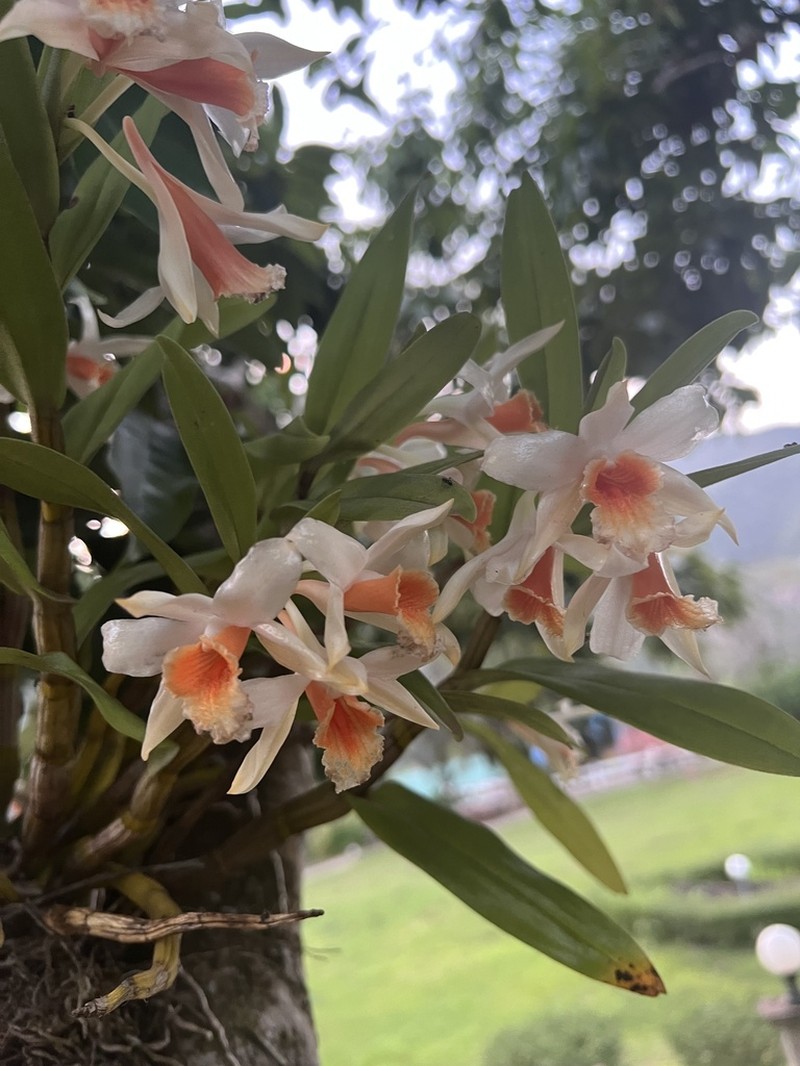 Dendrobium cariniferum photo 6