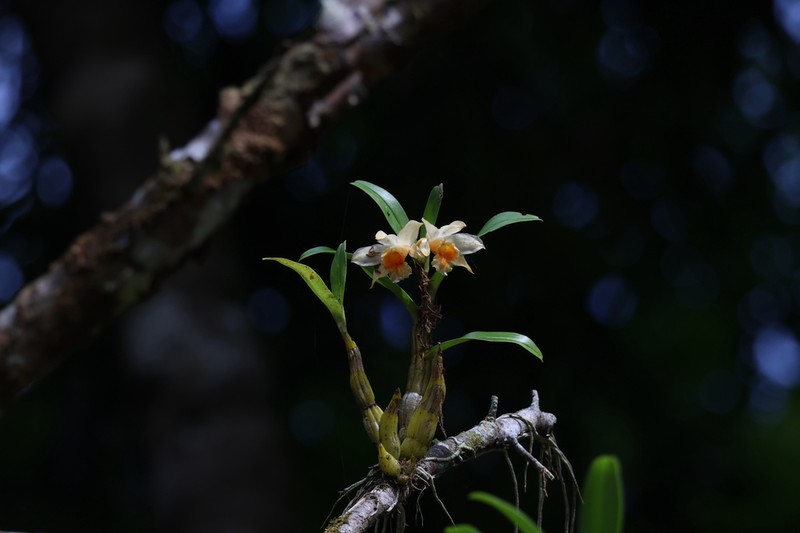 Dendrobium cariniferum photo 7