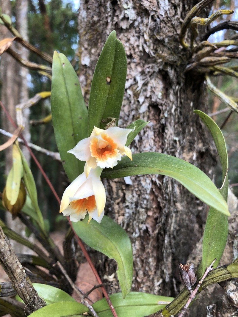 Dendrobium cariniferum photo 8