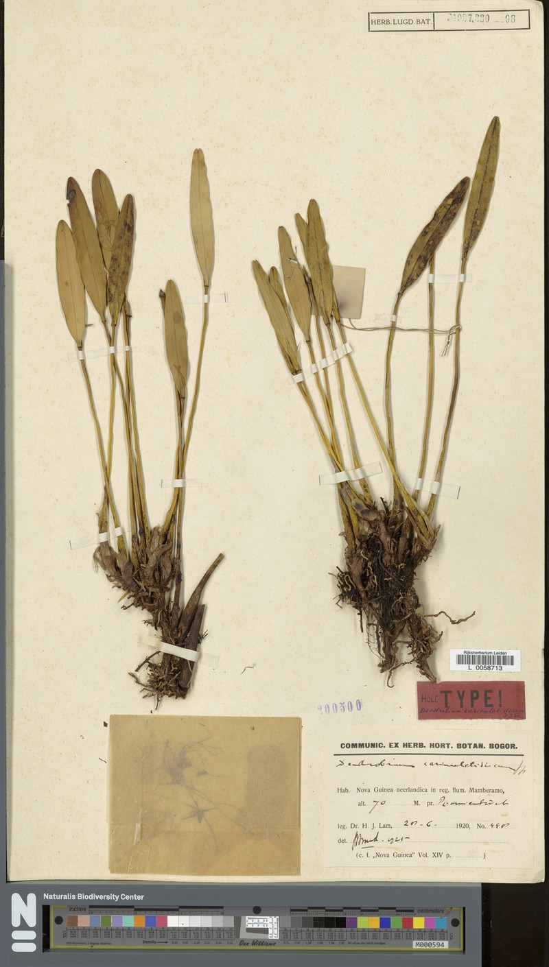 Dendrobium carinulatidiscum