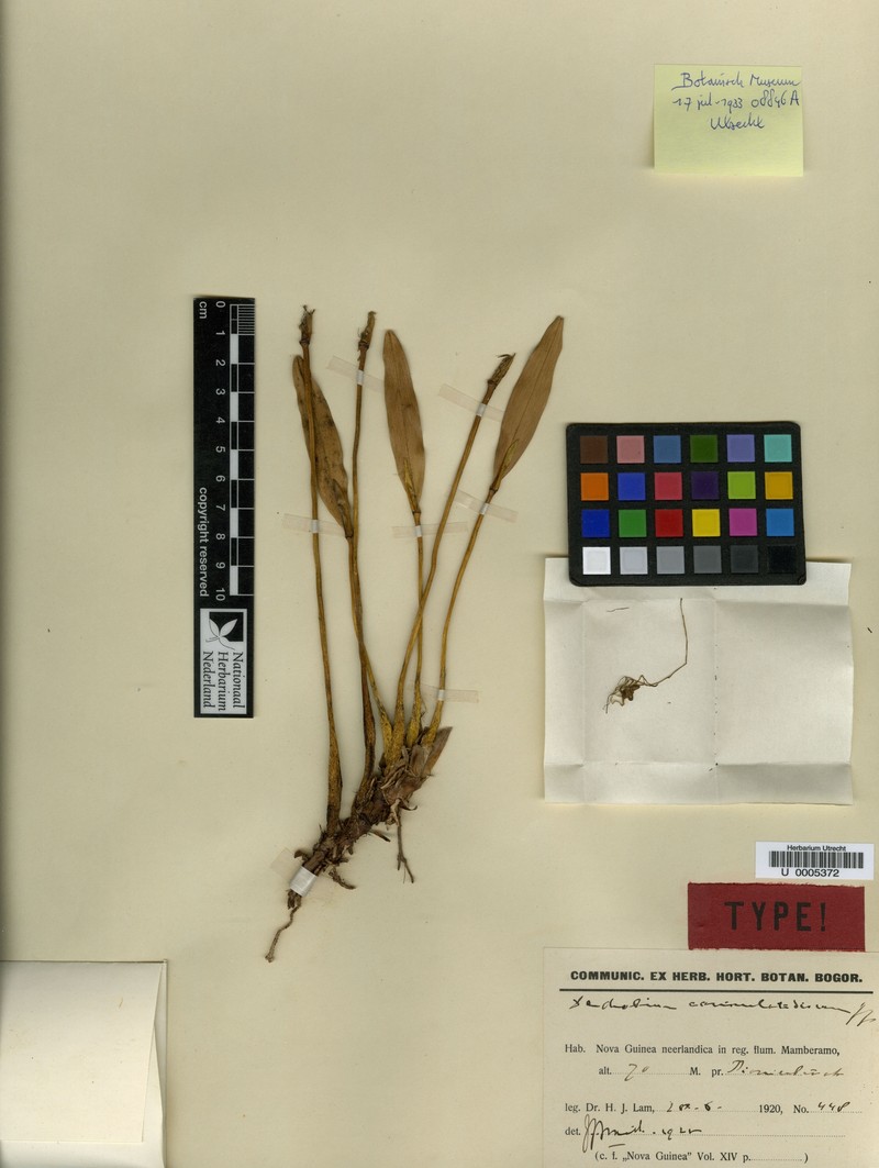 Dendrobium carinulatidiscum photo 2