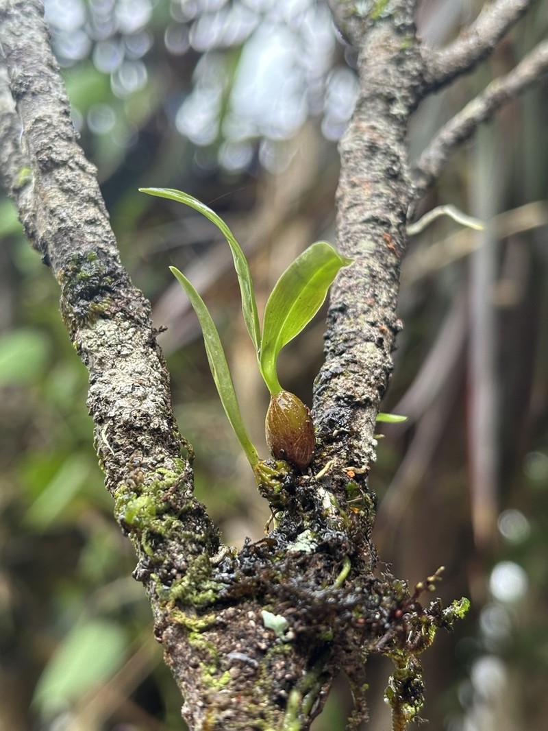 Dendrobium carrii