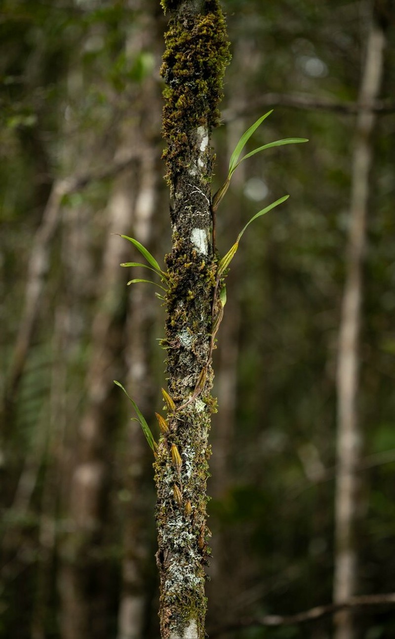 Dendrobium carrii photo 2