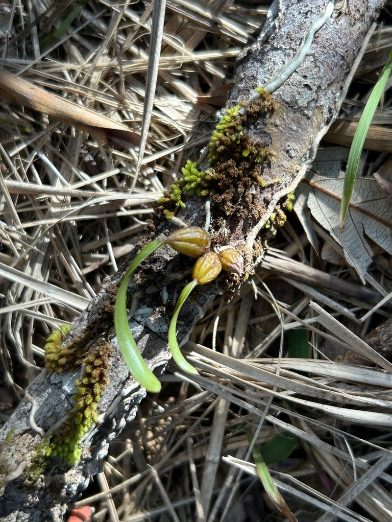Dendrobium carrii photo 6