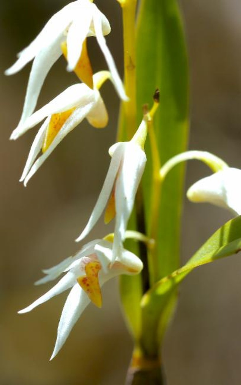 Dendrobium carrii photo 8