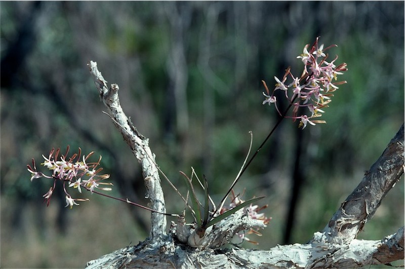Dendrobium carronii