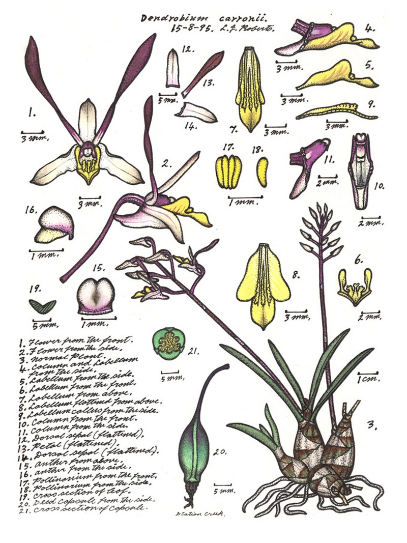 Dendrobium carronii photo 2