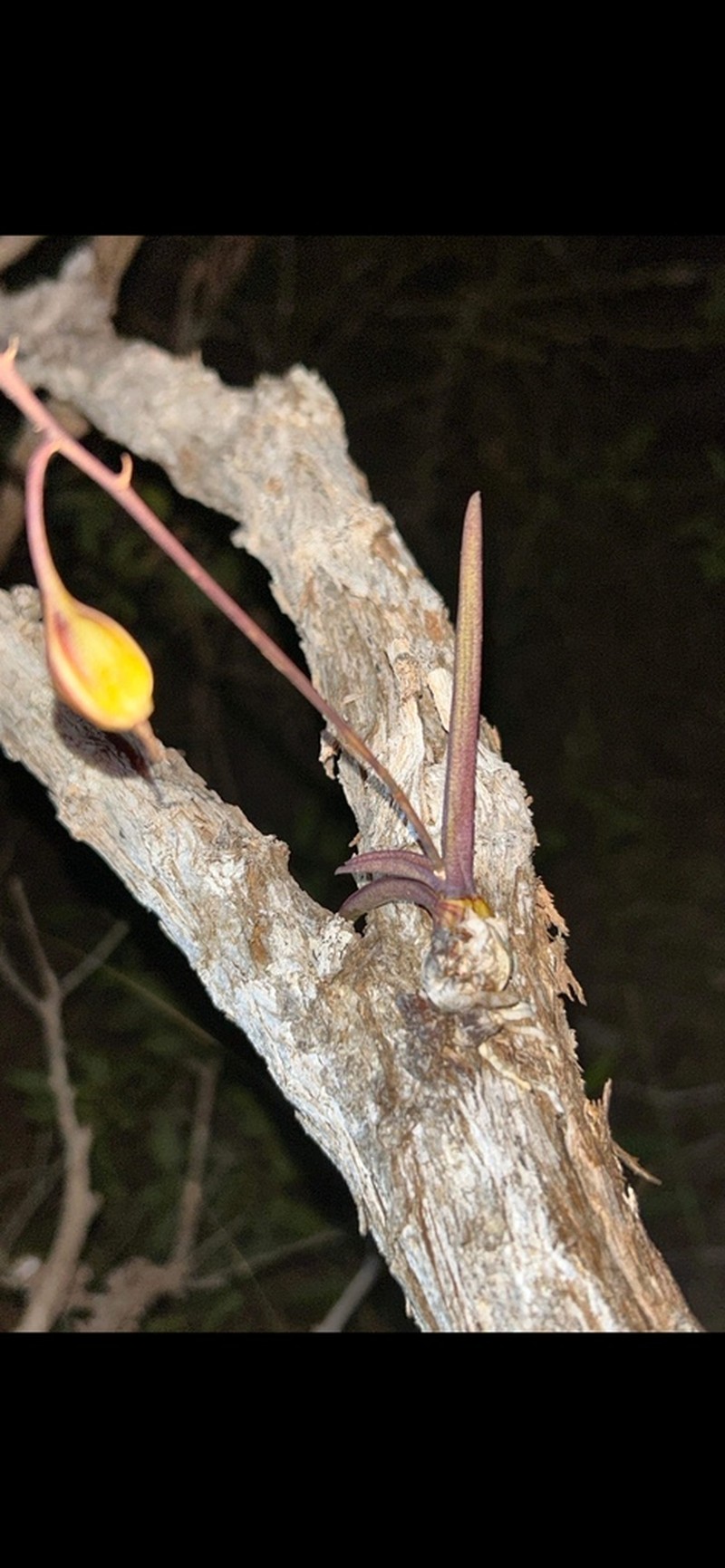 Dendrobium carronii photo 5