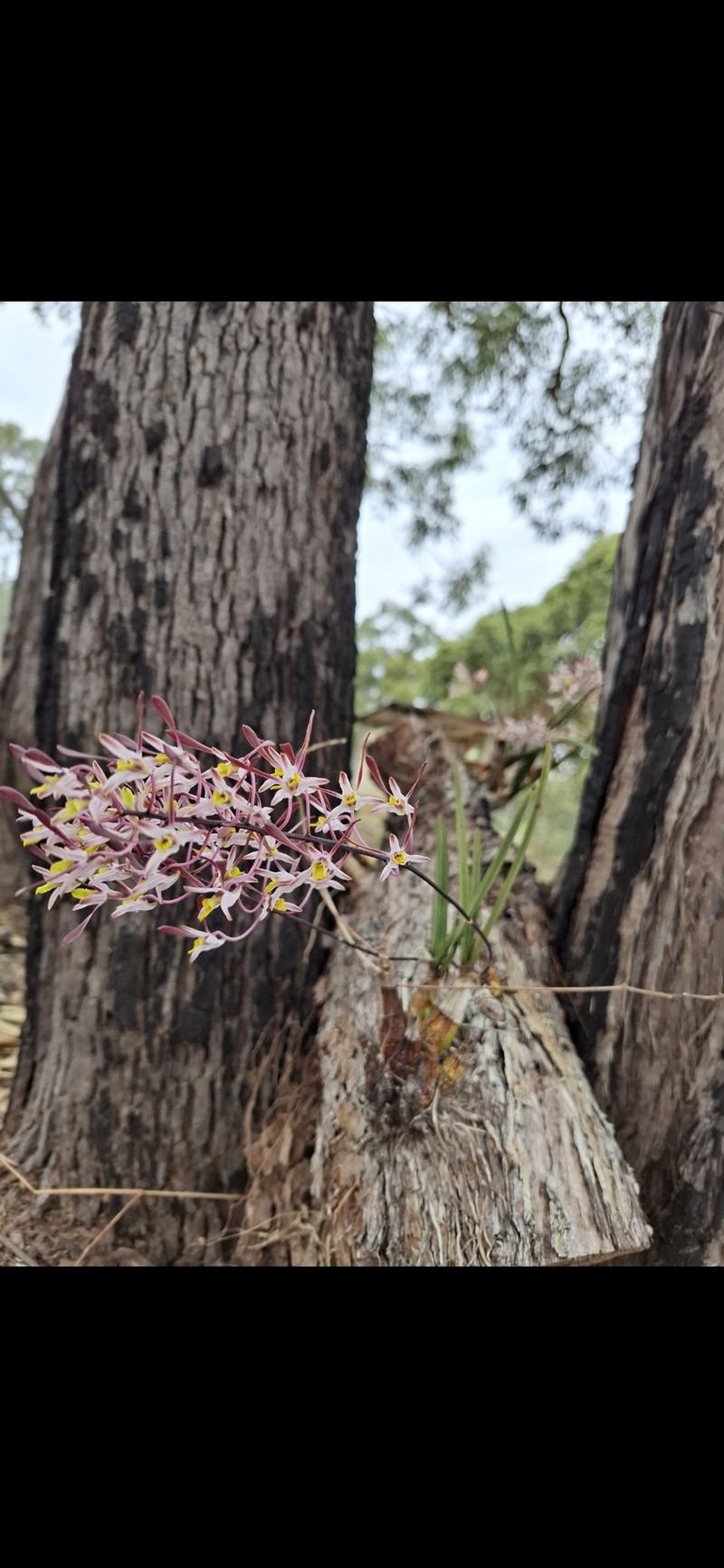 Dendrobium carronii photo 6