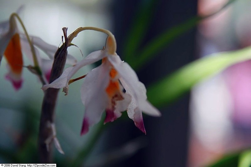 Dendrobium caryicola