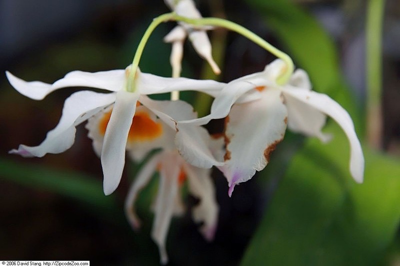 Dendrobium caryicola photo 2