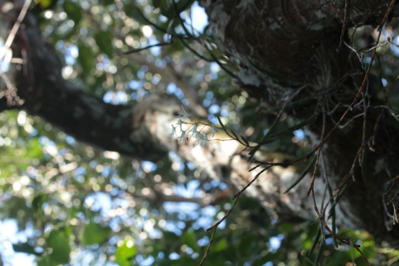 Dendrobium casuarinae