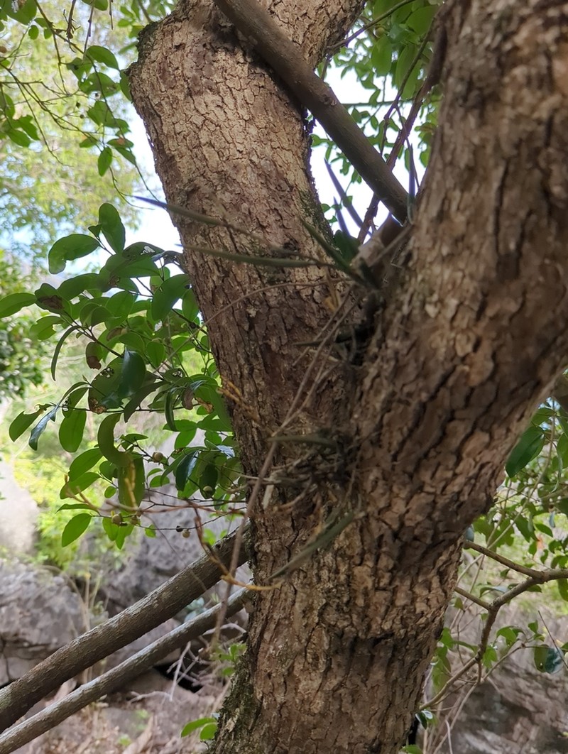 Dendrobium casuarinae photo 2