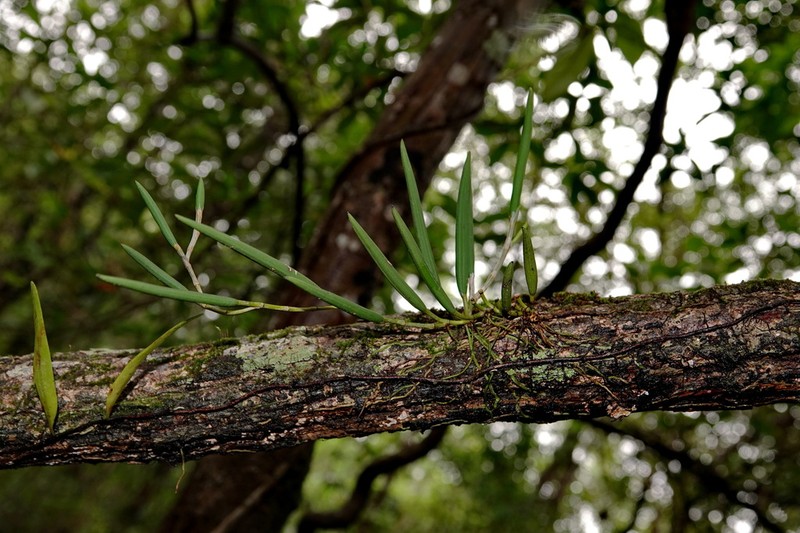 Dendrobium casuarinae photo 3