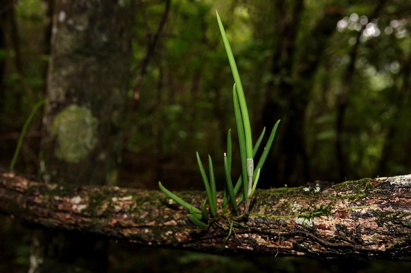 Dendrobium casuarinae photo 4