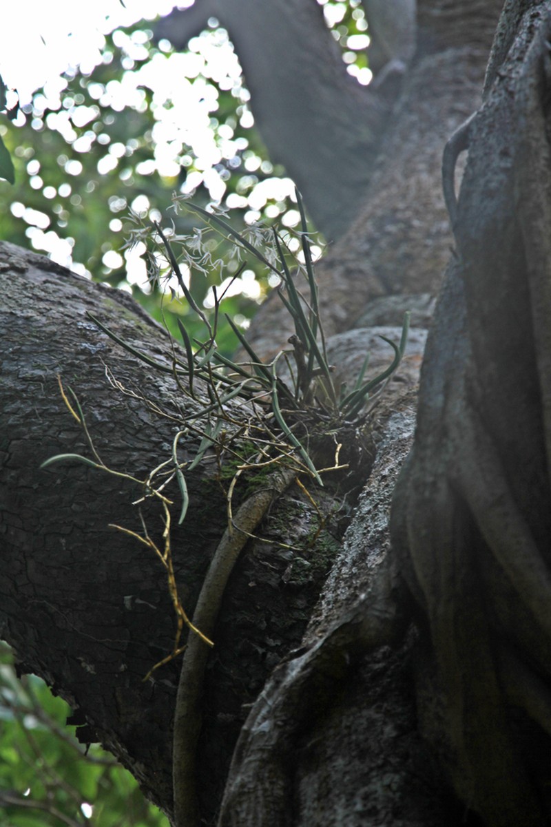 Dendrobium casuarinae photo 5
