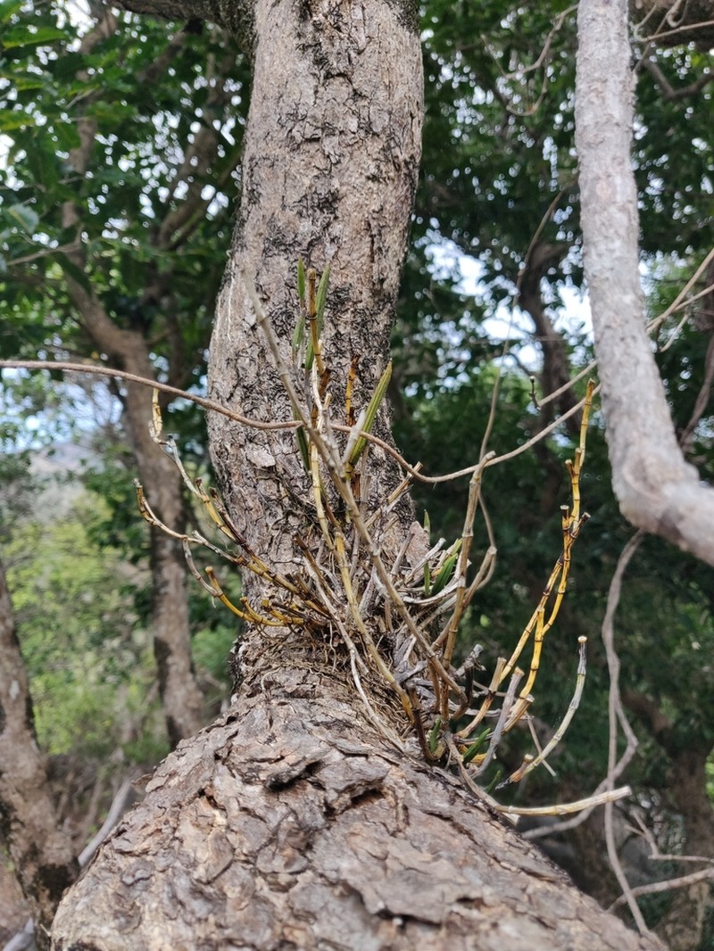 Dendrobium casuarinae photo 6
