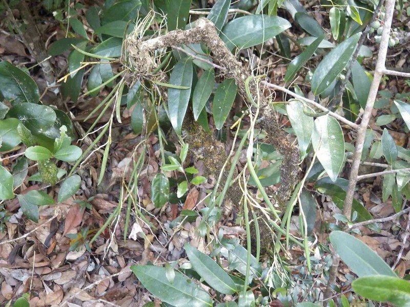 Dendrobium casuarinae photo 7