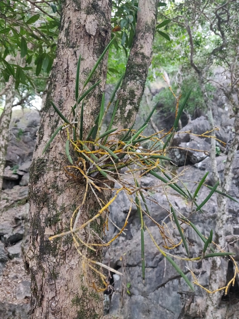 Dendrobium casuarinae photo 8
